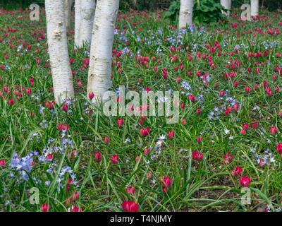 Himalayan Bouleaux Betula utilis jacquemontii var et tulipes naines rouges avec Chionodoxa luciliae Banque D'Images