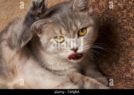 Chat gris avec des yeux jaunes se lave langue rouge. Banque D'Images