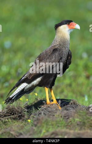 Caracara huppé (Caracara plancus) dans le Pantanal Banque D'Images