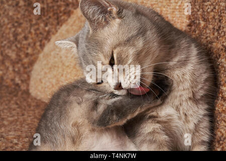 Chat gris avec des yeux jaunes se lave langue rouge. Banque D'Images