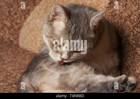 Chat gris avec des yeux jaunes se lave langue rouge. Banque D'Images