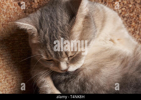 Chat gris avec des yeux jaunes se lave langue rouge. Banque D'Images