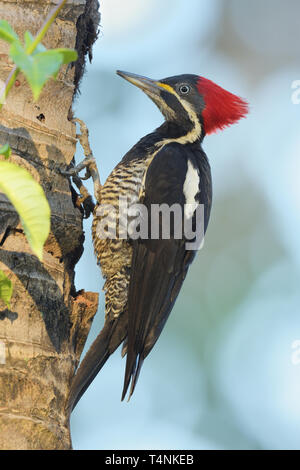 Femme Lineated Woodpecker (Dryocopus lineatus) se nourrissent d'une carcasse de palm tree Banque D'Images