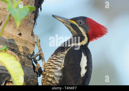 Femme Lineated Woodpecker (Dryocopus lineatus) se nourrissant d'un palmier Banque D'Images