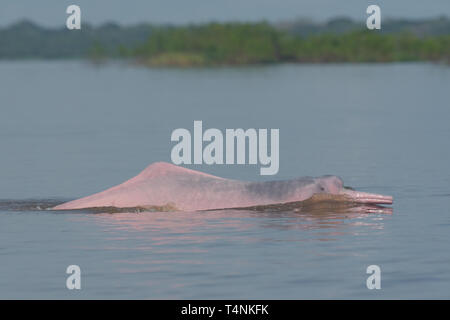 Amazan River Dolphin (Inia geoffrensis) dans le fleuve Amazone forêt inondée Banque D'Images