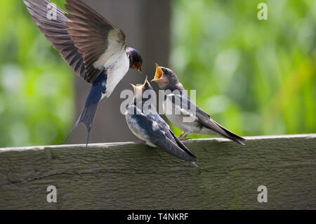 L'Hirondelle rustique Hirundo rustica, mendier de la nourriture, les jeunes adultes seuls de. Prises de juin. Minsmere, Suffolk, UK. Banque D'Images