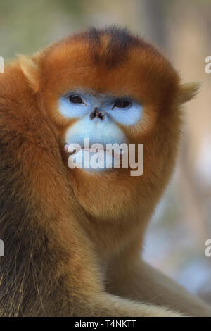 Mâle Golden snub-nosed (Rhinopithecus roxellana singe) dans les montagnes chinoises. Banque D'Images