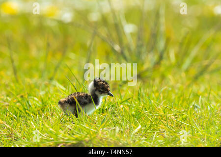 Le nord de sociable Vanellus vanellus petit poussin nouveau-né à la découverte d'une prairie avec des fleurs sur l'arrière-plan dans la saison du printemps. Banque D'Images