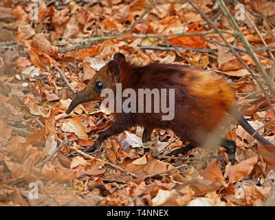 Curieux à croupion Golden Elephant Shrew (Rhynchocyon chrysopygus) exécutant la litière de feuilles en Arabuke Sukoke dans la forêt, Watamu, Kenya, Africa Banque D'Images