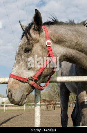 Tête de cheval gris. Close up. Vue de côté. Banque D'Images