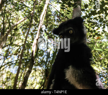 Portrait de l'Indri Indri lemur à l'arbre dans la région Atsinanana, Madagascar Banque D'Images