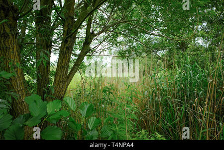 Vert somptueux dans un parc à Amsterdam aux Pays-Bas Banque D'Images