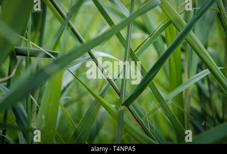 Vert somptueux dans un parc à Amsterdam aux Pays-Bas Banque D'Images