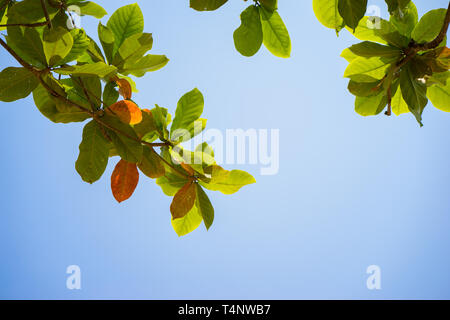 Malabar rouge et vert feuille d'amande contre le ciel bleu Banque D'Images