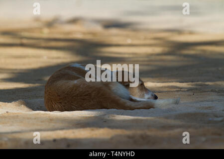 Sleeping Dog en rue. Le Sri Lanka. Banque D'Images