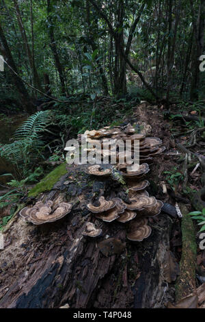 Champignon poussant sur le journal. La forêt tropicale. Le Sri Lanka. Banque D'Images