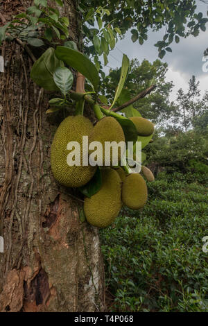 Artocarpus heterophyllus Jack fruit hanging on tree. Jaque appartient à la fig, mûrier, arbre à pain et de famille. Sri Lanka Banque D'Images