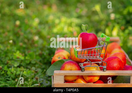 Un petit chariot pour les produits d'une pomme rouge mûre sur l'arrière-plan d'une caisse de pommes dans le jardin. Close-up, de l'espace pour le texte. Banque D'Images