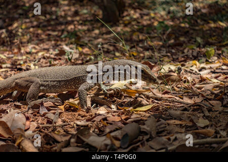 Terre jeune moniteur ou Moniteur du Bengale. Varanus benghalensis. Le Sri Lanka. Banque D'Images