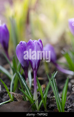 Belle première fleurs de printemps crocus fleurir sous un soleil éclatant. Banque D'Images