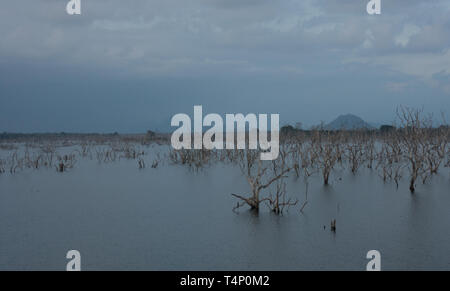 Réservoir d'Weheragala dans parc national de Yala au Sri Lanka Banque D'Images