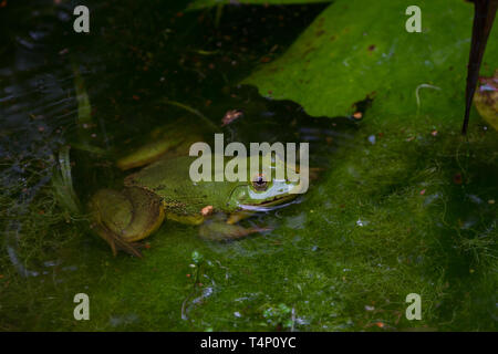 Bien camouflée de couleur vert grenouille dans l'étang. Le Sri Lanka. Banque D'Images