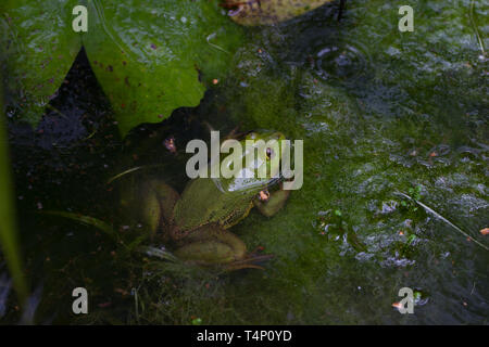 Bien camouflée de couleur vert grenouille dans l'étang. Le Sri Lanka. Banque D'Images