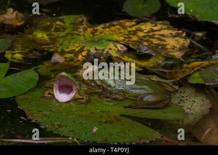 Bien camouflage de grenouilles de couleur verte dans l'étang. Sri Lanka. Banque D'Images