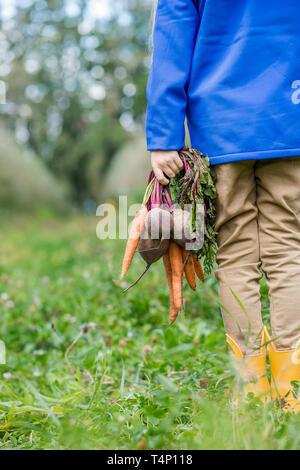 Cute girl holding carottes et betteraves en mains juste pour recueillir dans le jardin. Les légumes fraîchement récoltés. Banque D'Images