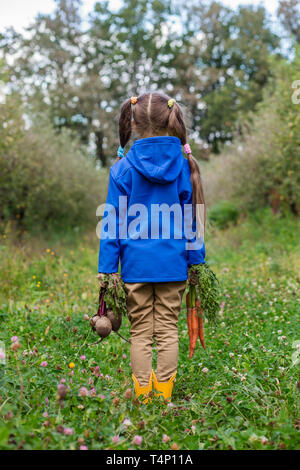 Cute girl holding carottes et betteraves en mains juste pour recueillir dans le jardin. Les légumes fraîchement récoltés. Banque D'Images