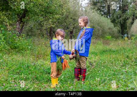 Un garçon et une fille sont maintenant les carottes et betteraves en leurs mains, juste à se rassembler dans le jardin. Des légumes fraîchement cueillis. Banque D'Images