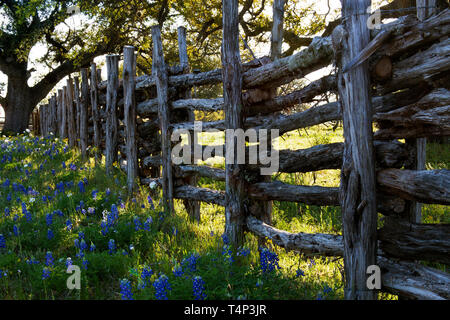 Vieille clôture en bois et Bluebonnets sur Willow City Loop Road, Texas Banque D'Images