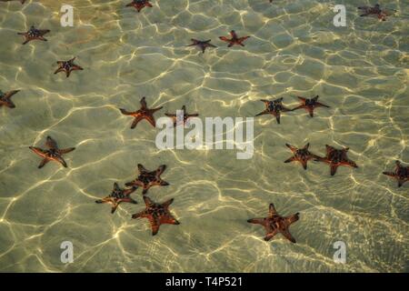 Star poissons dans la mer à l'île de Phu Quoc, Vietnam Banque D'Images