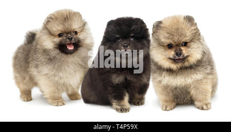 Trois chiots Pomeranian assis à côté de l'autre, isolé sur fond blanc Banque D'Images