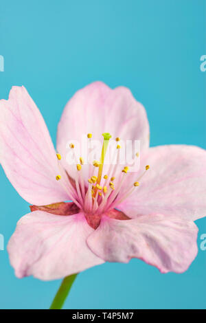 Fleur de cerisier rose fleur. Banque D'Images