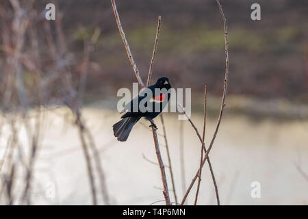 Un redwing blackbird assis sur c'est par l'étang de la perche Banque D'Images