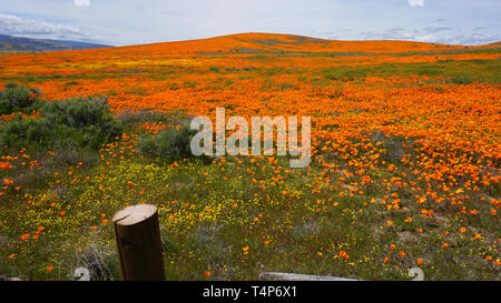 Coquelicots Orange. Eschscholzia californica. Goldenfields jaune. Lasthenia californica.Super Bloom, Antelope Valley, à réserver, en Californie, aux États-Unis. Banque D'Images