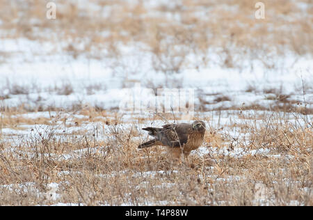 Busard Saint-Martin (Circus cyaneus) assis dans un champ couvert de neige au Canada Banque D'Images