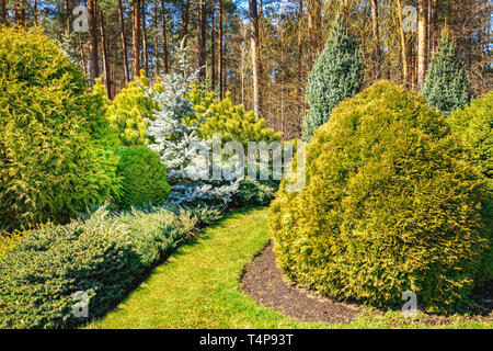 Beau jardin paysager avec des conifères d'ornement Banque D'Images