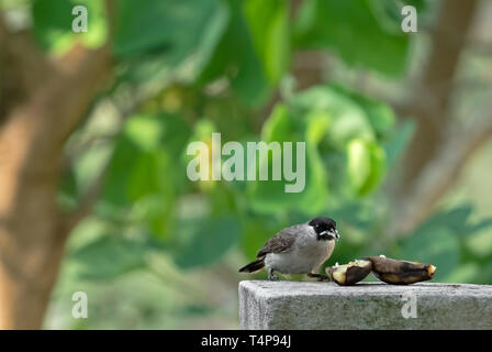 Bulbul à tête de suie libre oiseau mange banane mûre isolé sur fond Nature Banque D'Images