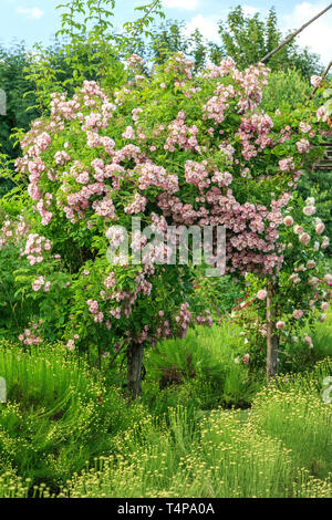 Les jardins de Roquelin, Les jardins de Roquelin, France : vert Santolina Santolina rosmarinifolia (parterre) avec au centre une gloriette en bois et t Banque D'Images