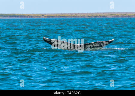 La baleine grise (Eschrichtius robustus) montre la queue queue comme il plonge au large de la côte de Baja California, au Mexique. Banque D'Images