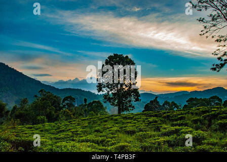 Arbre sur peu d'Adam's peak pendant le coucher du soleil dans Ella au Sri Lanka Banque D'Images