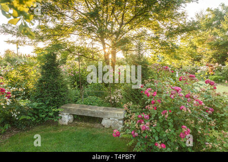 Les jardins de Roquelin, Les jardins de Roquelin, France : banc en pierre entourée par deux les ifs en vertu d'un robinier (Robinia pseudoacacia) et Rosa 'Gypsy B Banque D'Images