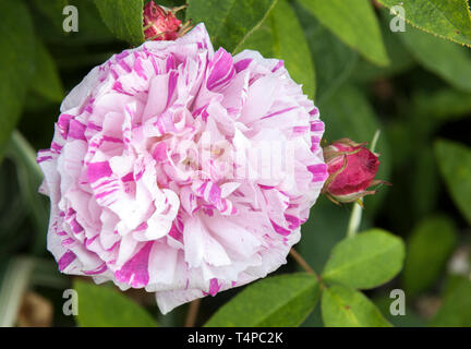 France : Rose, Rosa 'Perle des panachés' Banque D'Images