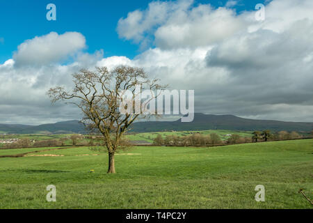 UK : Paysage avec arbre solitaire et Ingleborough Whernside en arrière-plan, Yorkshire Dales Banque D'Images