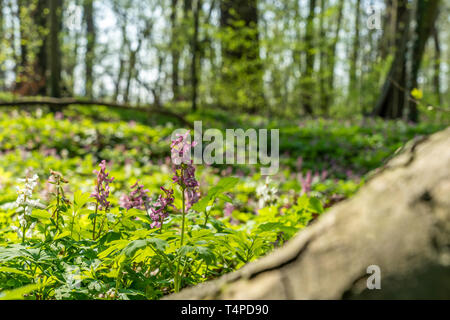 Pspring dans un panorama woodland forest avec corydalis fleurs, Francfort, Allemagne Banque D'Images