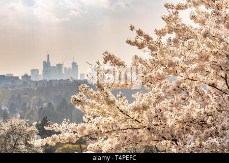 Vue sur toits de Francfort avec un cerisier en fleurs arbre de printemps, Francfort, Hesse, Germany, Europe Banque D'Images