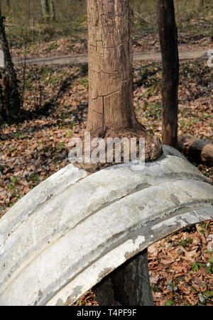 Première Guerre mondiale 'Elephant' fer intégré dans la croissance des arbres sur le champ de bataille de Verdun, Verdun, France Banque D'Images