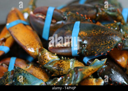 Pince de homard canadien avec bande élastique Banque D'Images